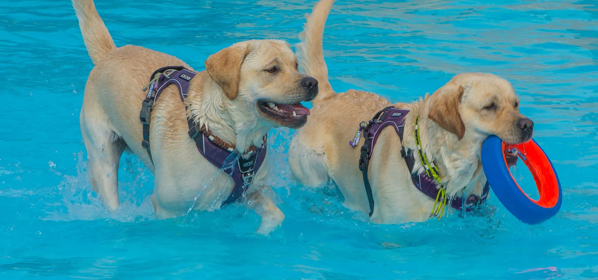Camping Veluwe met hond 8