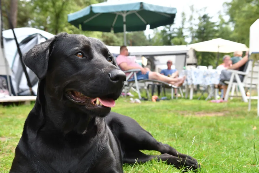 Camping Veluwe met hond Samoza 2