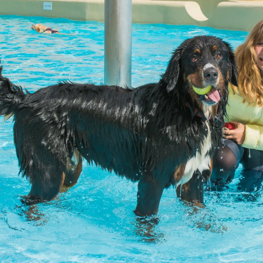 Camping Veluwe met hond 9
