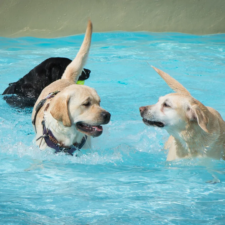 Camping Veluwe met hond 10