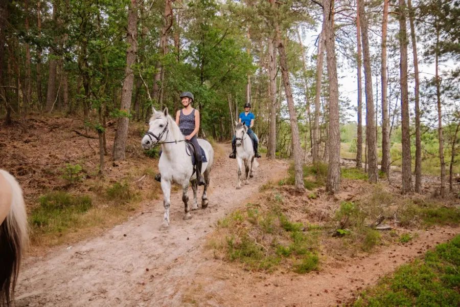 Camping met manege en pensionstalling 13