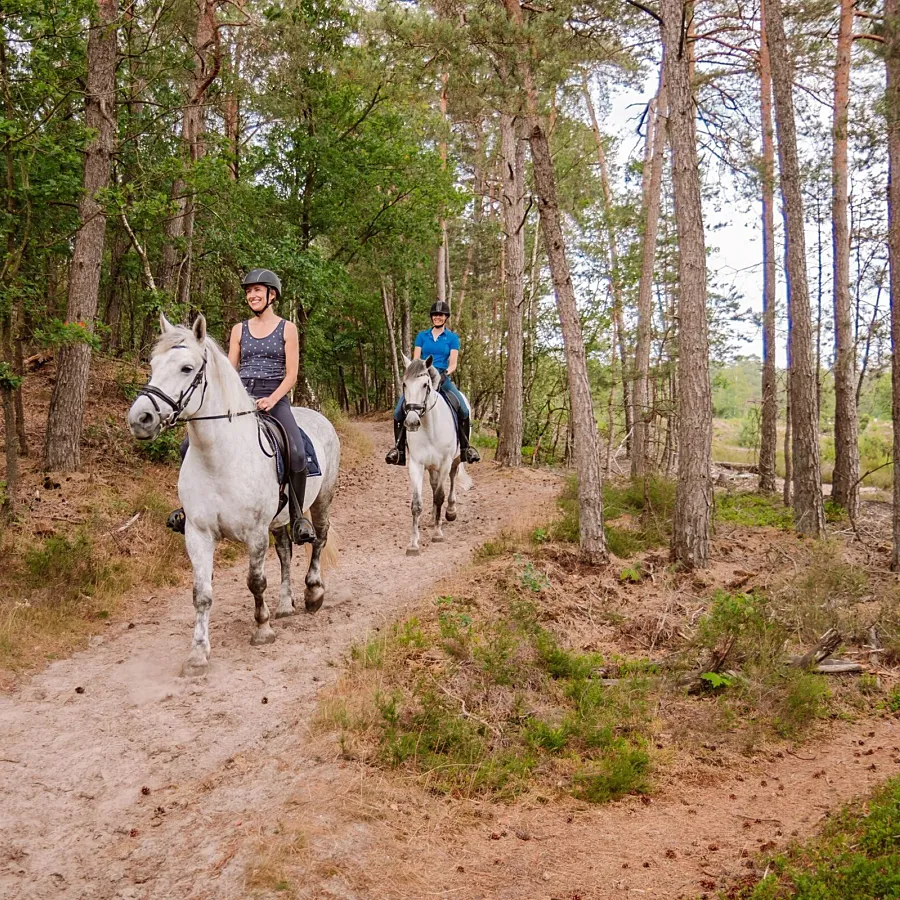 Camping met manege en pensionstalling 13
