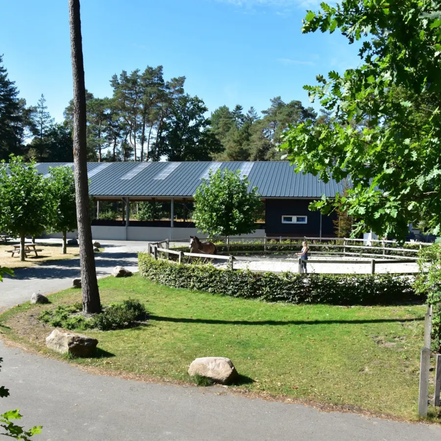 Vakantie met paard Veluwe Samoza 36