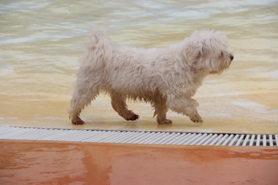 Camping Samoza Hondneplons Openlucht Zwembad 9