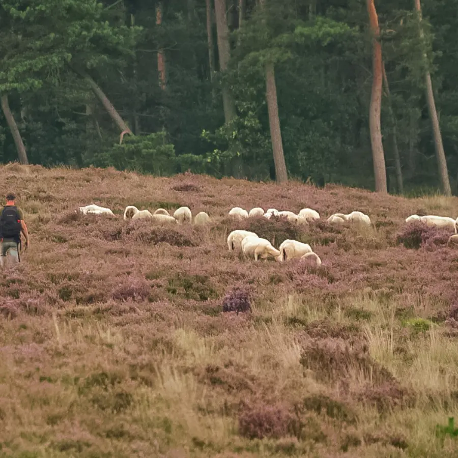 Camping Veluwe natuur 3